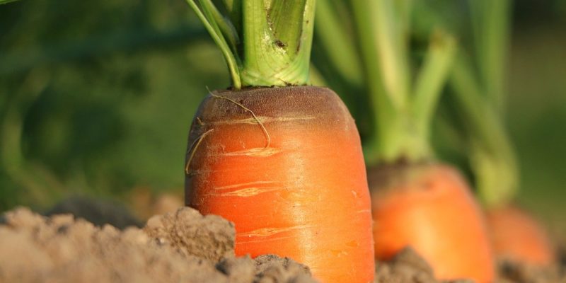 Why Agriculture Is Important