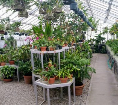 Urban Farming – An Eco-Friendly Alternative