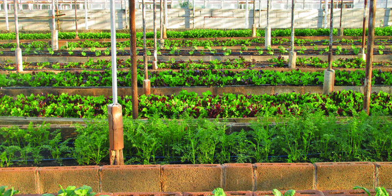 Urban Farming: Good Or Bad?