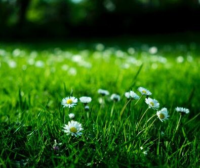 Is Artificial Grass Right for You? Consider These Before Installing One