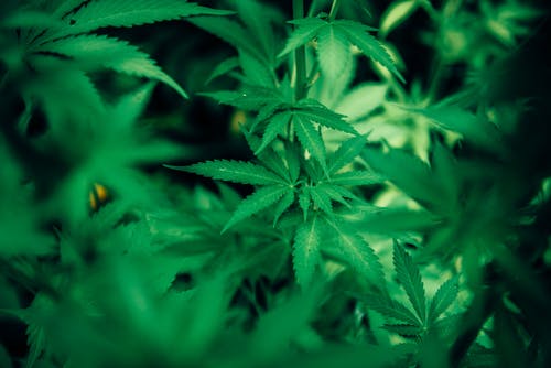 Reasons Why You Should Buy from a Dispensary